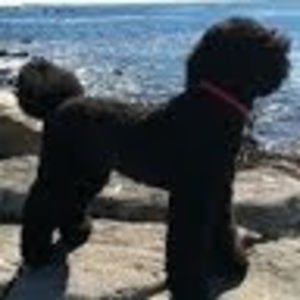 Meet your Posher, L m fenn vermeulen